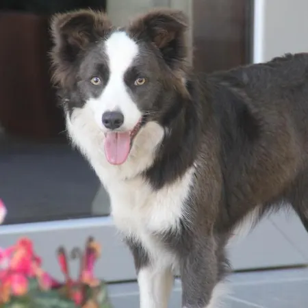 فندق A Ecogranxa بونتيفيذرا