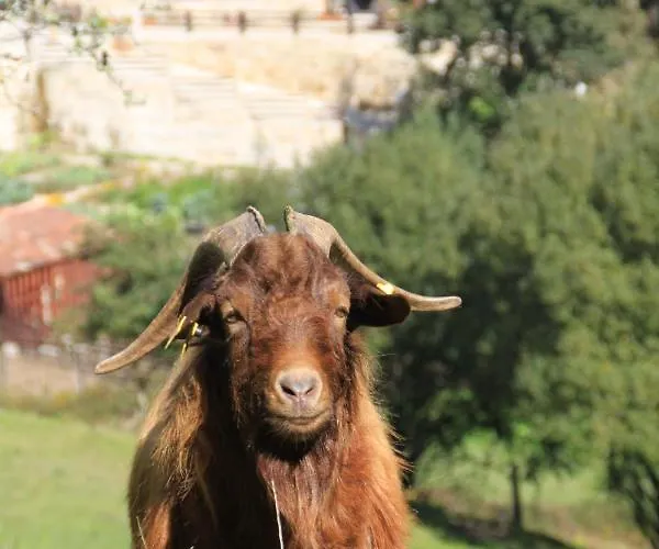 A Ecogranxa فندق بونتيفيذرا